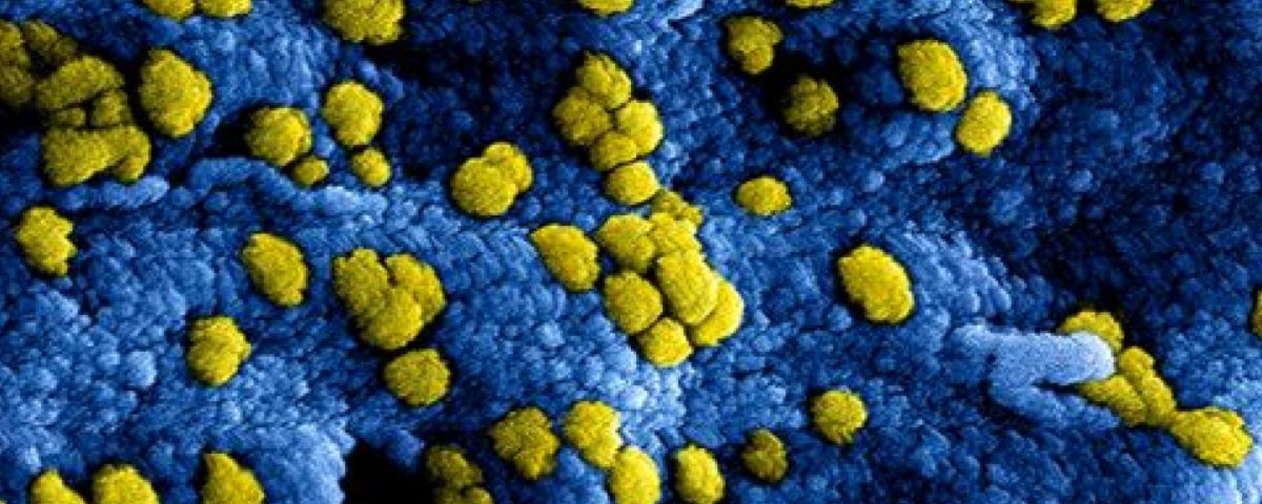 Coronavirus Nieuws En Maatregelen Gemeente Nuenen