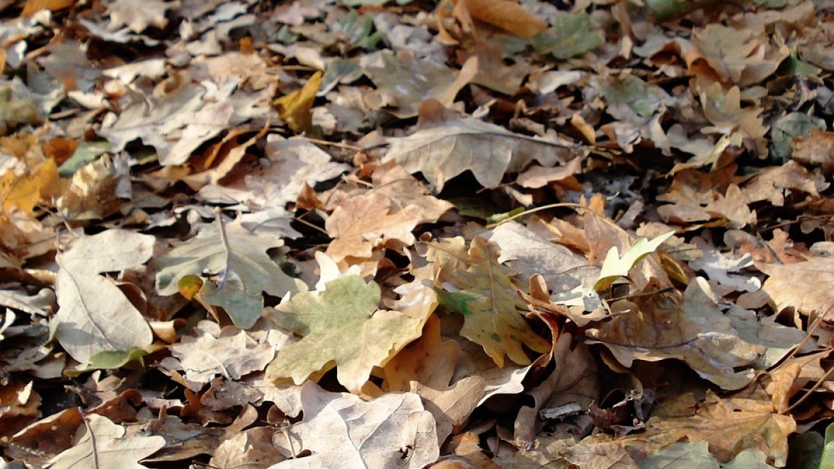Bladkorven worden opgeruimd